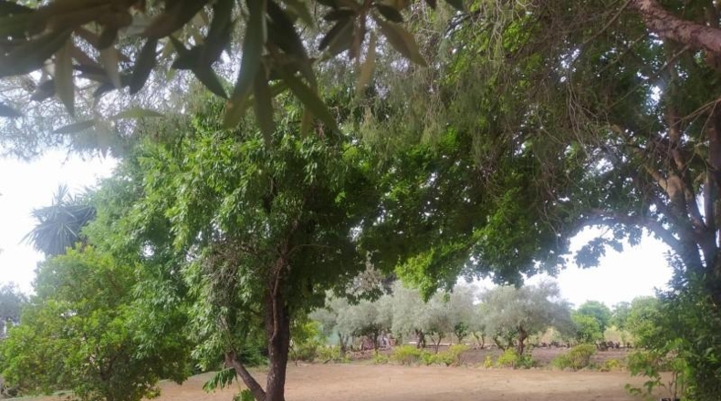 Cadiz - Villamartín - 3500m2