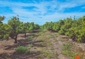 Terreno no urbanizable en venta en la España, Santa Bàrbara, ref: TR132177 foto