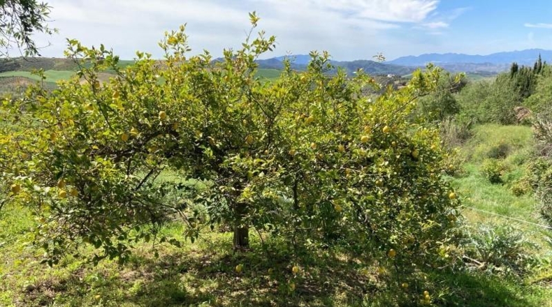 Málaga - Antequera - 13000m2