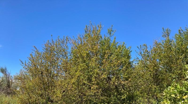Málaga - Antequera - 13000m2