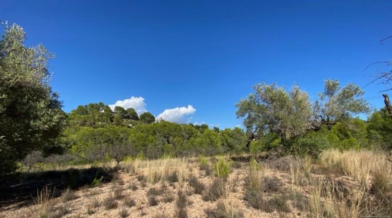 Alicante - Benisa - 17000m2