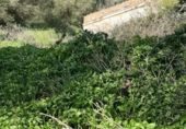 Xalet independent amb terreny en venda a la España, Vejer de la Frontera, ref.: TR143027 foto