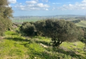 Xalet independent amb terreny en venda a la España, Vejer de la Frontera, ref.: TR143027 foto