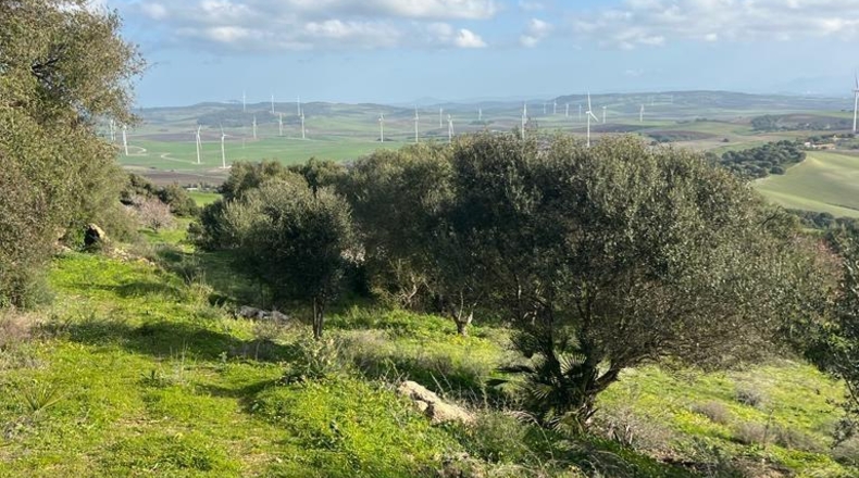 Cádiz - Vejer de la Frontera - 26200m2