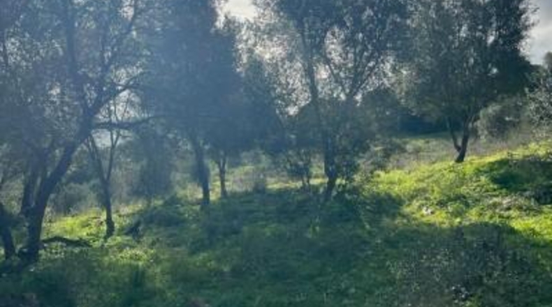 Cádiz - Vejer de la Frontera - 26000m2