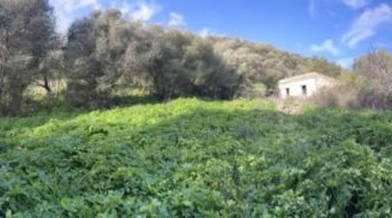 Cádiz - Vejer de la Frontera - 26000m2