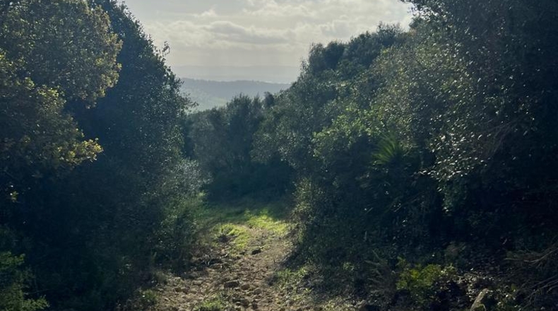 Cádiz - Vejer de la Frontera - 26000m2