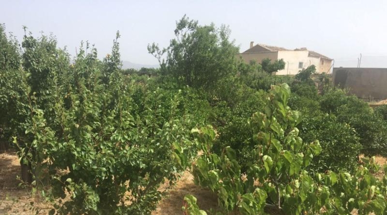 Murcia - Lorca - 34500m2