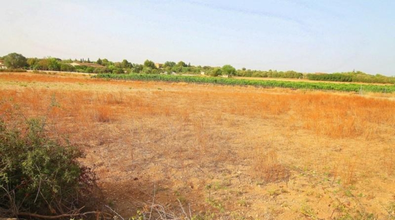 Balearic Islands - Manacor - 13800m2