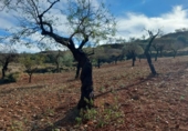 Casa amb terreny en venda a la España, Lubrín, ref.: TR367192 foto