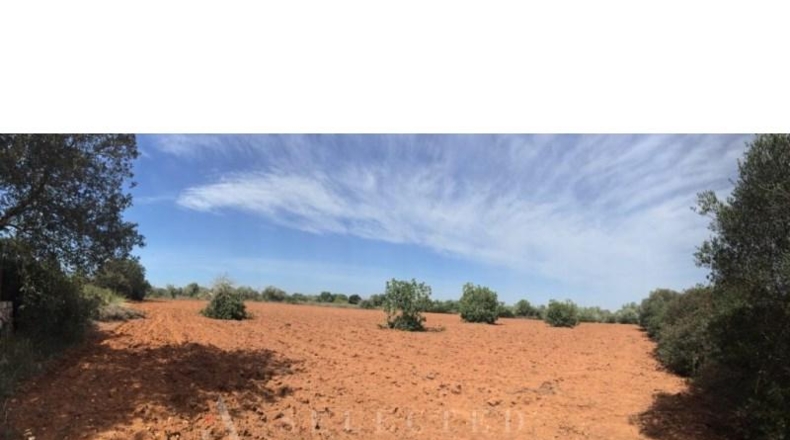 Balearic Islands - Porreras - 16426m2