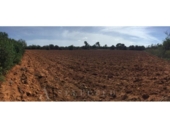 Non-developable land for sale on España, Porreras, ref: TR246292 photo
