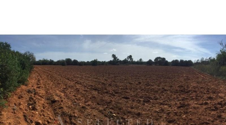 Balearic Islands - Porreras - 16426m2