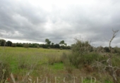 Non-developable land for sale on España, Porreras, ref: TR246292 photo