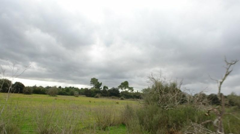 Balearic Islands - Porreras - 16426m2