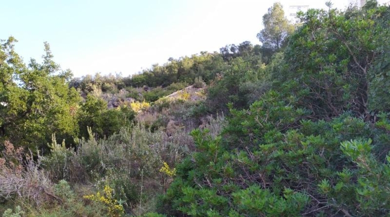 Alicante - Denia - 14875m2