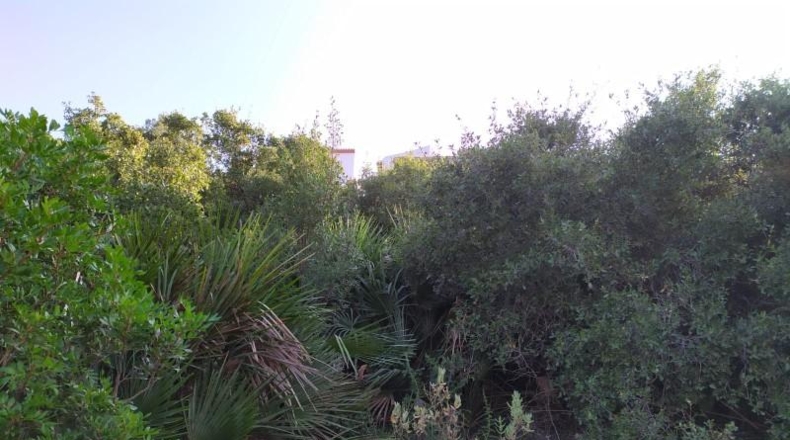 Alicante - Denia - 14875m2
