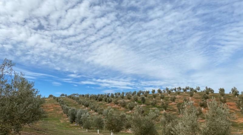 Granada - Salar - 59000m2