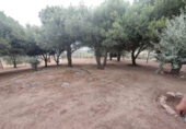 Casa de camp amb terreny en venda a la España, El Vellón, ref.: TR359604 foto
