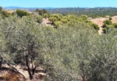 Xalet independent amb terreny en venda a la España, Cantillana, ref.: TR139981 foto