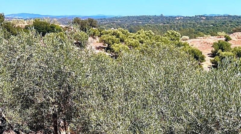 Sevilla - Cantillana - 19806m2