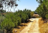 Xalet independent amb terreny en venda a la España, Cantillana, ref.: TR139981 foto
