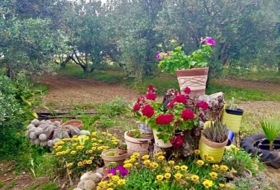 Foto 11