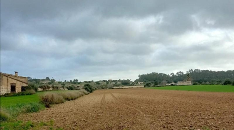 Islas Baleares - Sineu - 18000m2