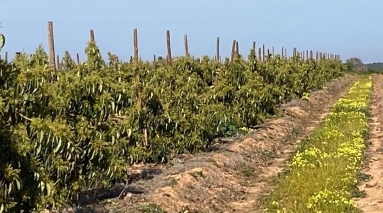 Valencia - Torrente - 16700m2