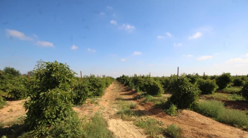 Valencia - Torrente - 16700m2