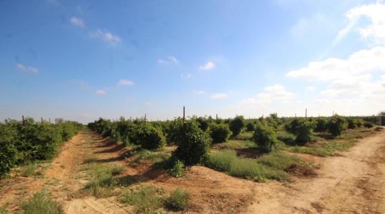Valencia - Torrente - 16700m2