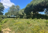 Casa de camp amb terreny en venda a la España, Vejer de la Frontera, ref.: TR162060 foto