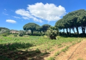 Casa de camp amb terreny en venda a la España, Vejer de la Frontera, ref.: TR162060 foto