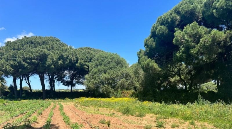 Cádiz - Vejer de la Frontera - 37m2