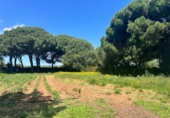 Casa de camp amb terreny en venda a la España, Vejer de la Frontera, ref.: TR162060 foto