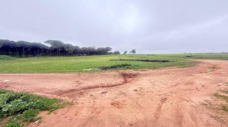 Севилья - Mairena del Alcor - 20000m2