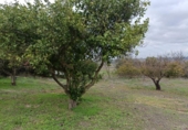 Загородный дом с участком на продажу в городе Medina Sidonia Фото