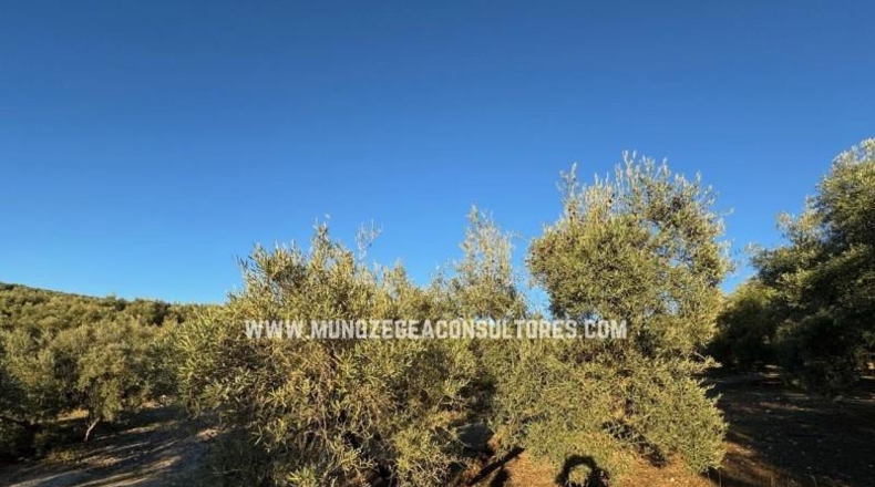 Cordova - Lucena - 58049m2