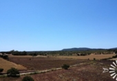 Non-developable land for sale on España, Porreras, ref: TR245944 photo