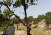 Terreny no urbanitzable en venda a la España, Benissa, ref.: TR126997 foto