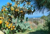Parcela urbanizable en venta en la España, Estepona, ref: TR368581 foto