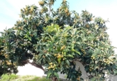 Xalet independent amb terreny en venda a la España, Chiclana de la Frontera, ref.: TR327095 foto