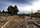 Casa de camp amb terreny en venda a la España, Callosa de Segura, ref.: TR147499 foto