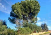 Xalet independent amb terreny en venda a la España, Carmona, ref.: TR157502 foto