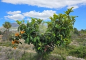 Non-developable land for sale on España, La Nucia, ref: TR241545 photo