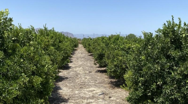 Alicante - Jacarilla - 40827m2