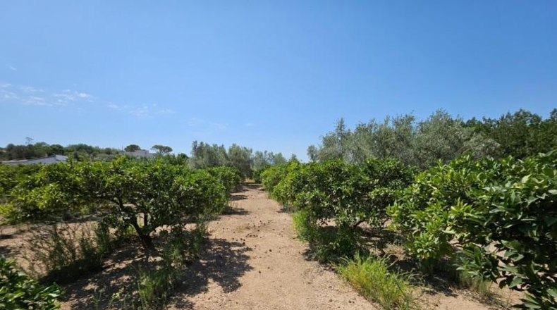 Tarragona - Tortosa - 6000m2