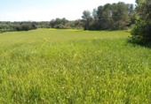 Non-developable land for sale on España, Santa Margalida, ref: TR125262 photo
