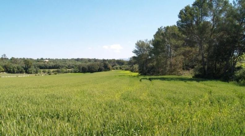 Islas Baleares - Son Bauló - 38233m2