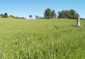Non-developable land for sale on España, Santa Margalida, ref: TR125262 photo